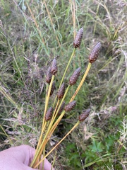 Xyris platylepis