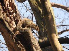 Funambulus pennantii