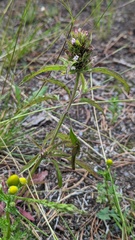 Dracocephalum parviflorum