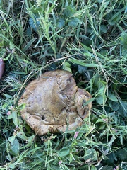 Boletinellus merulioides