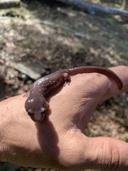 Aneides lugubris