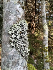 Hypogymnia physodes