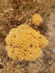 Achillea filipendulina