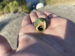 Clibanarius vittatus