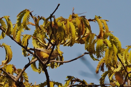 Anthoscopus caroli