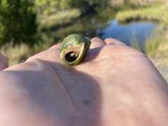 Clibanarius vittatus