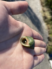 Clibanarius vittatus