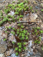 Polytrichum pallidisetum