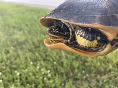 Deirochelys reticularia chrysea