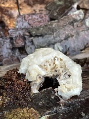 Ductifera pululahuana