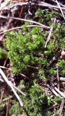 Dicranum montanum