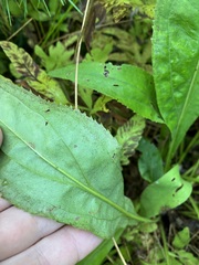 Solidago uliginosa