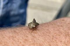 Telamonini