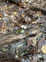 Ductifera pululahuana