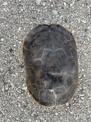 Deirochelys reticularia chrysea