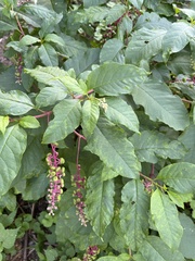 Pokeweed mosaic virus