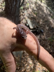 Aneides lugubris