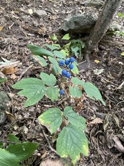 Caulophyllum thalictroides