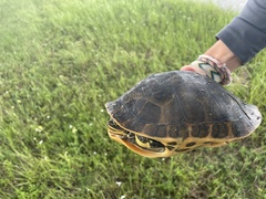 Deirochelys reticularia chrysea