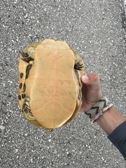 Deirochelys reticularia chrysea
