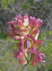 Salvia pomifera calycina
