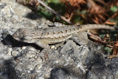 Sceloporus occidentalis longipes