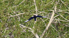 Pica nuttalli