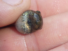 Hyla sarda