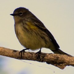 Setophaga coronata coronata