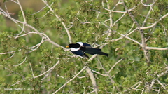 Pica nuttalli