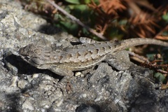 Sceloporus occidentalis longipes
