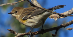 Setophaga coronata coronata