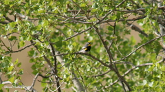 Setophaga coronata auduboni