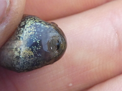 Hyla sarda