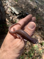 Aneides lugubris