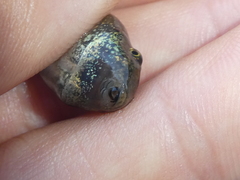 Hyla sarda