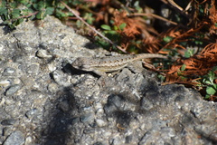 Sceloporus occidentalis longipes