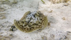 Urobatis jamaicensis