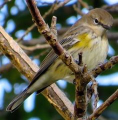 Setophaga coronata coronata