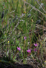 Romulea rosea australis