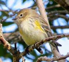 Setophaga coronata coronata