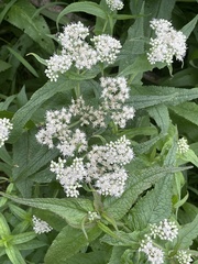 Eupatorium perfoliatum