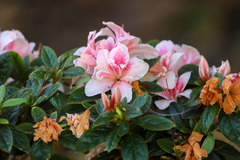 Rhododendron simsii