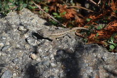 Sceloporus occidentalis longipes