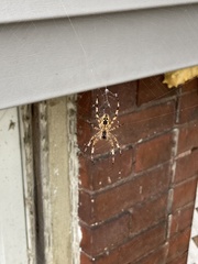 Araneus