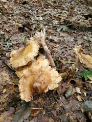 Bresadolia craterella