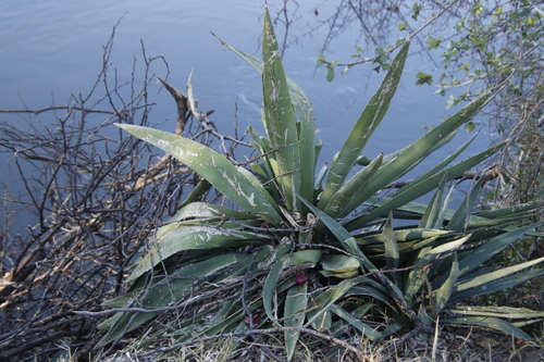 Agave angustifolia