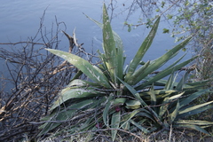 Agave angustifolia image