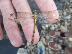 Paragomphus genei