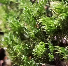 Dicranum montanum